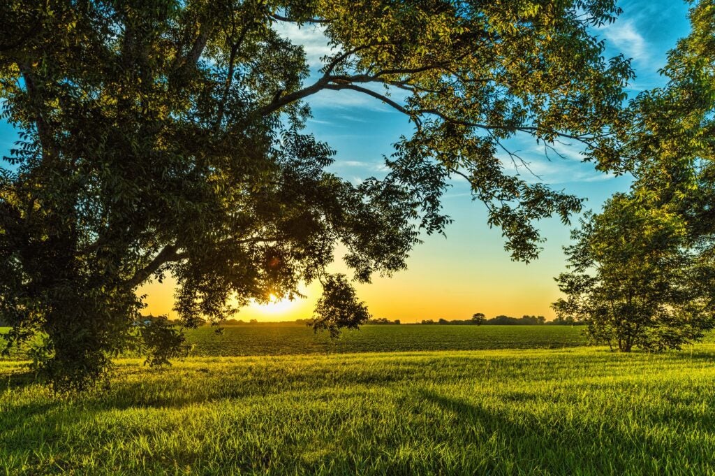 Sunset view through trees over a green field in Alabama