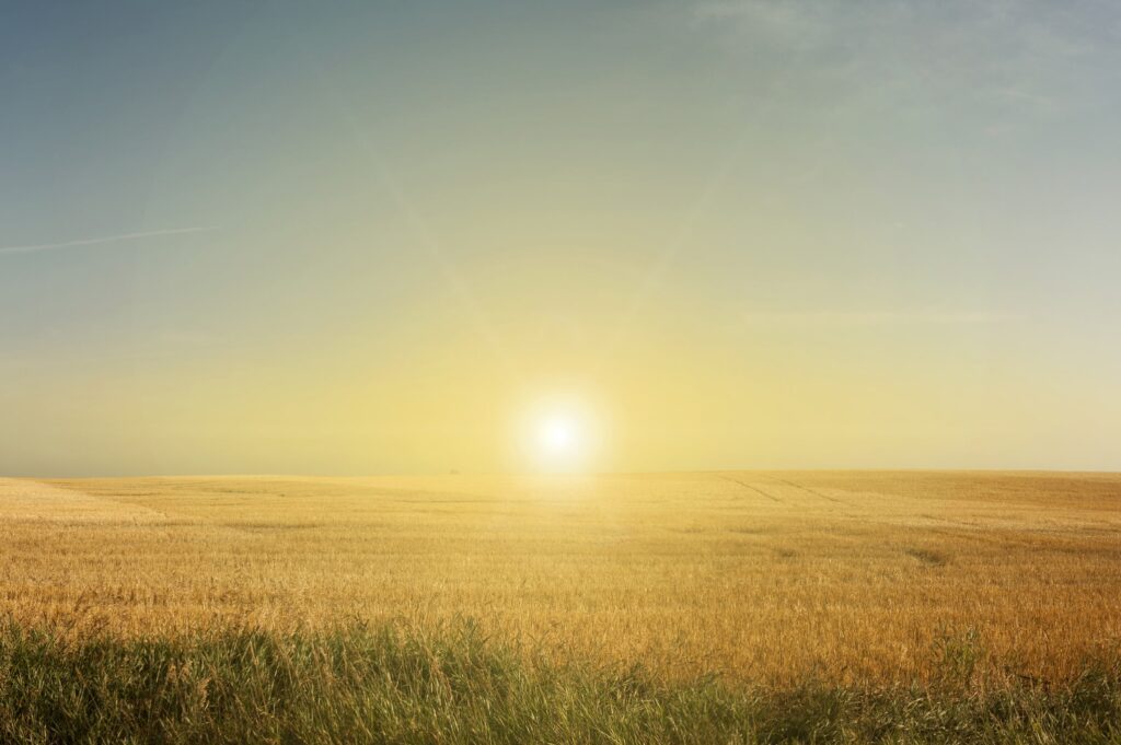 Golden sunrise over a vast, empty wheat field with clear skies