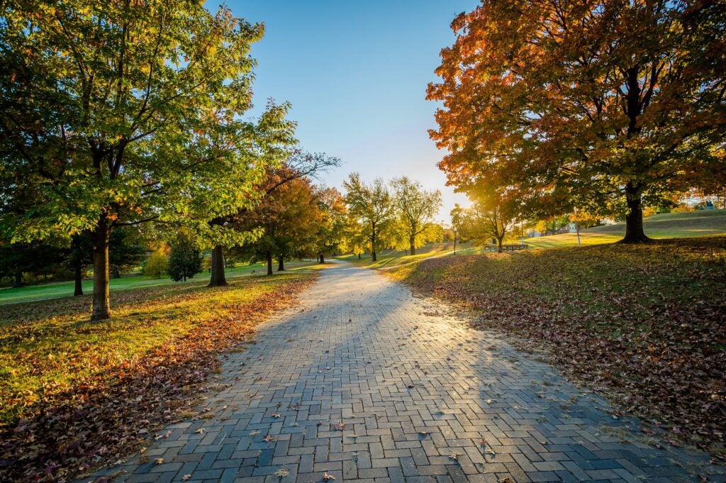 Sunlit park pathway with autumn trees on both sides