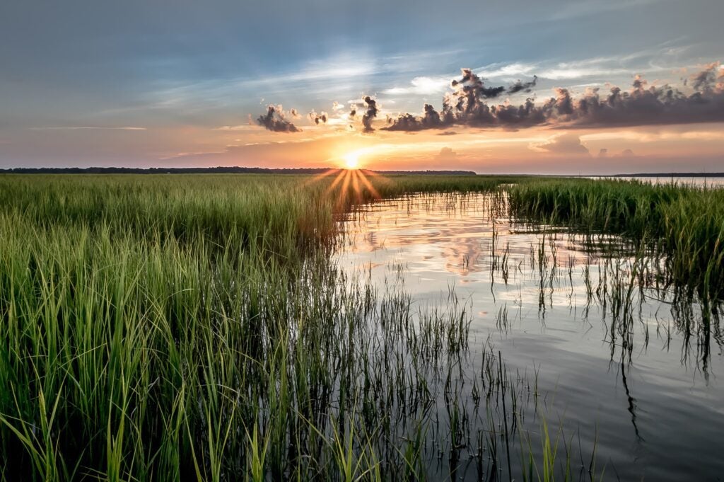 Sunset over a marshland with tall grasses reflecting on the calm water