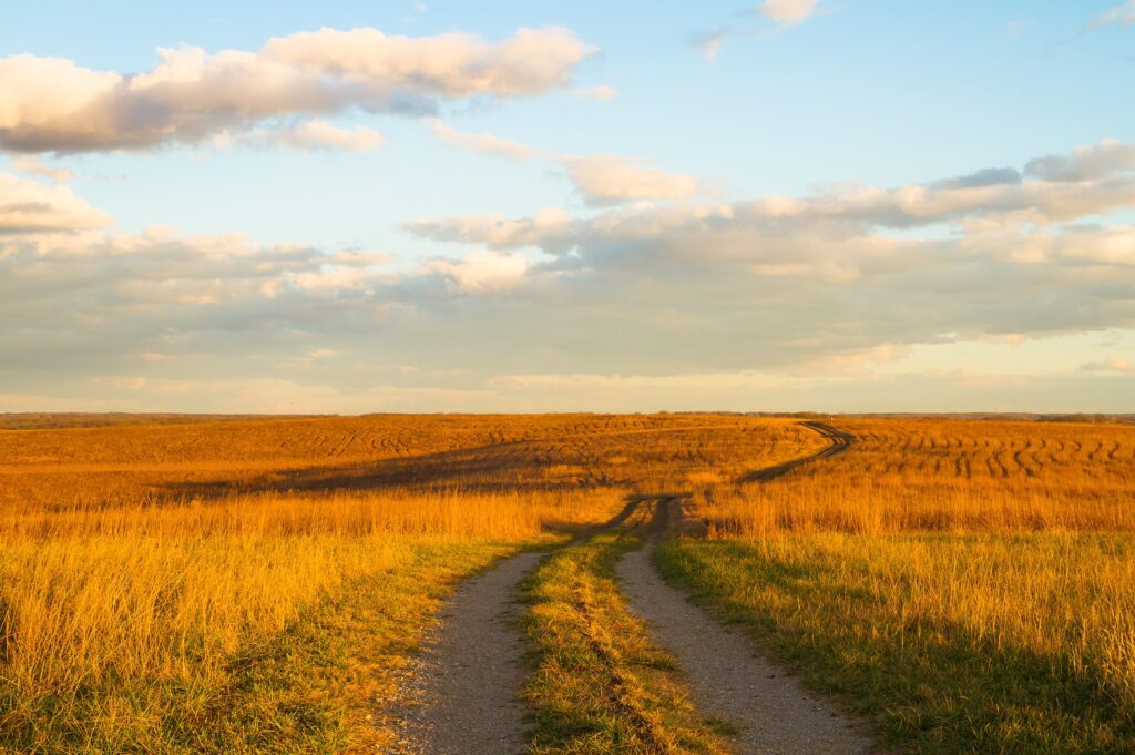 Winding path through wheat fields at dusk