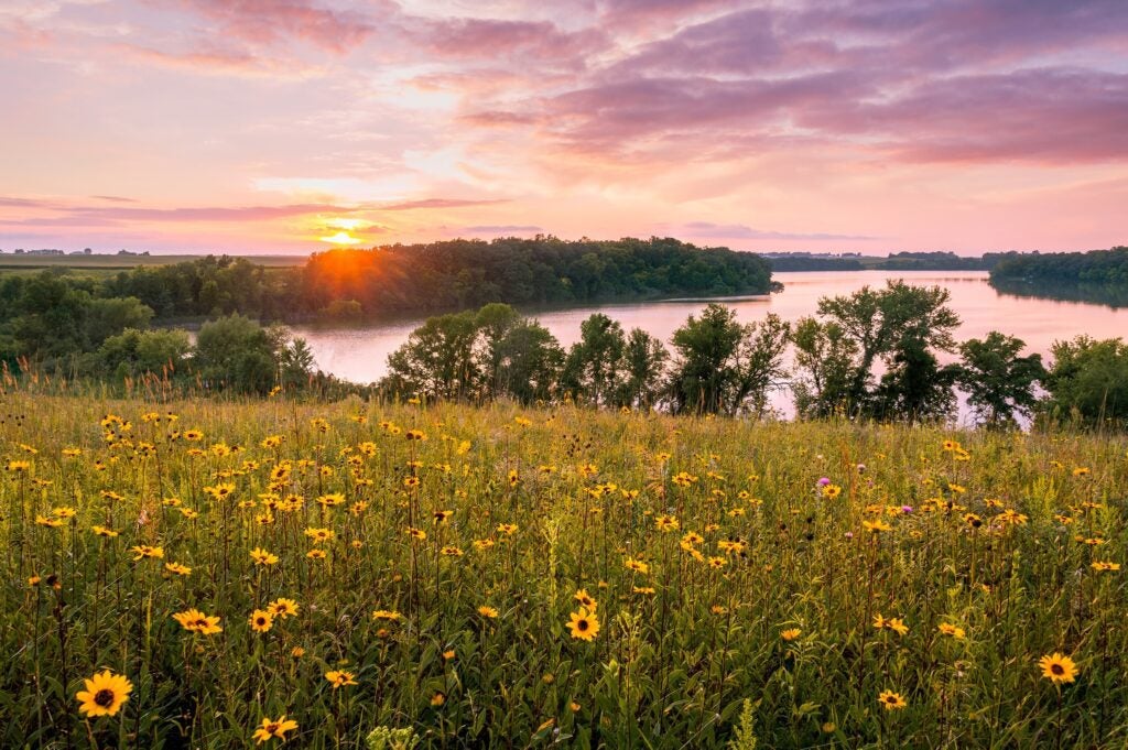 A field of wildflowers with a river and forest in the background at sunset