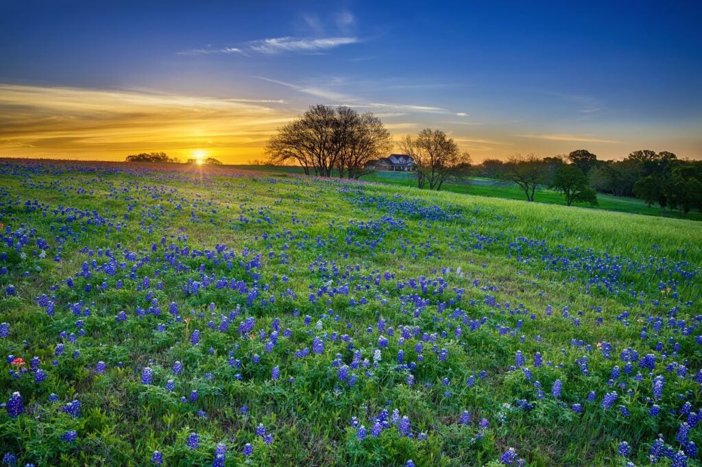 Field of bluebonnets at sunset with a distant house and trees