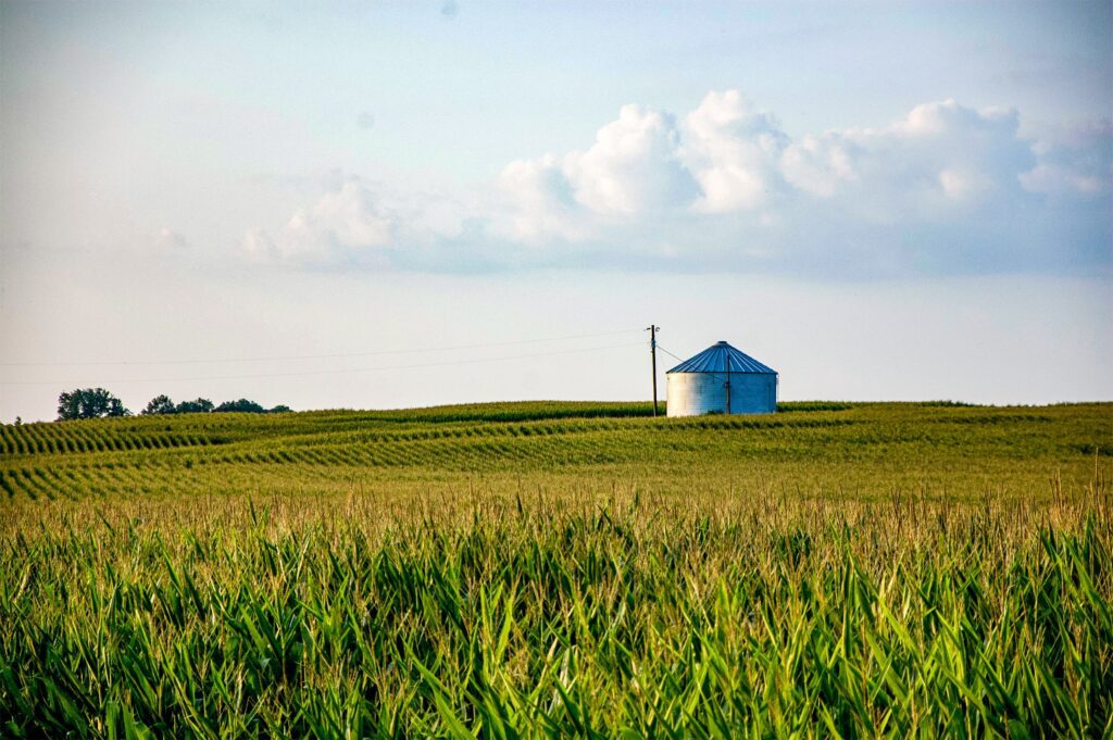 A silo stands in the middle of a vast, green cornfield under a blue sky