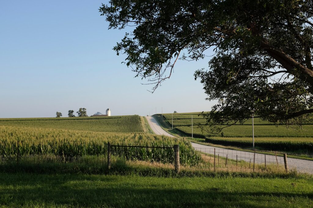 A rural road leading to a distant farmhouse with a silo, surrounded by cornfields