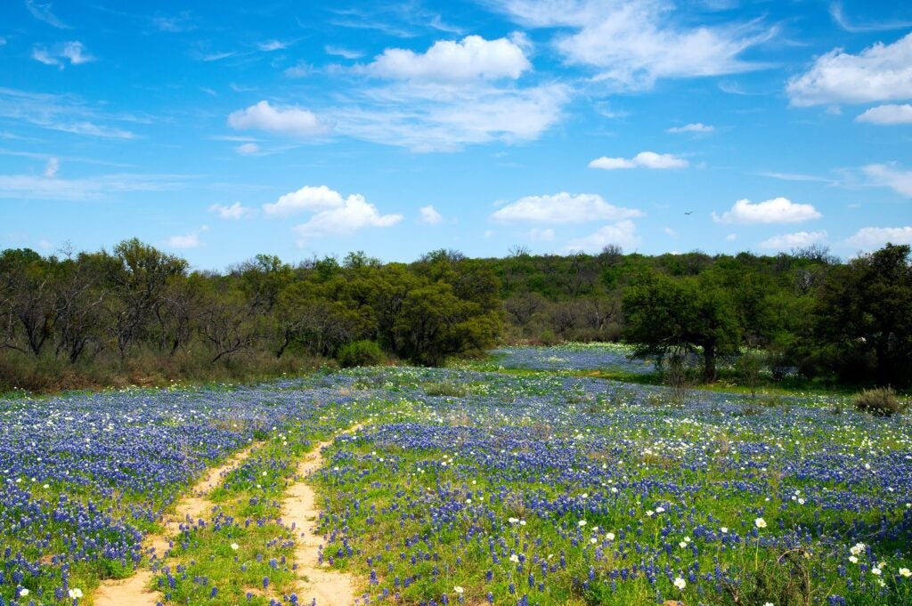 Field in texas with bluebonnets and other wildflowers under a blue sky