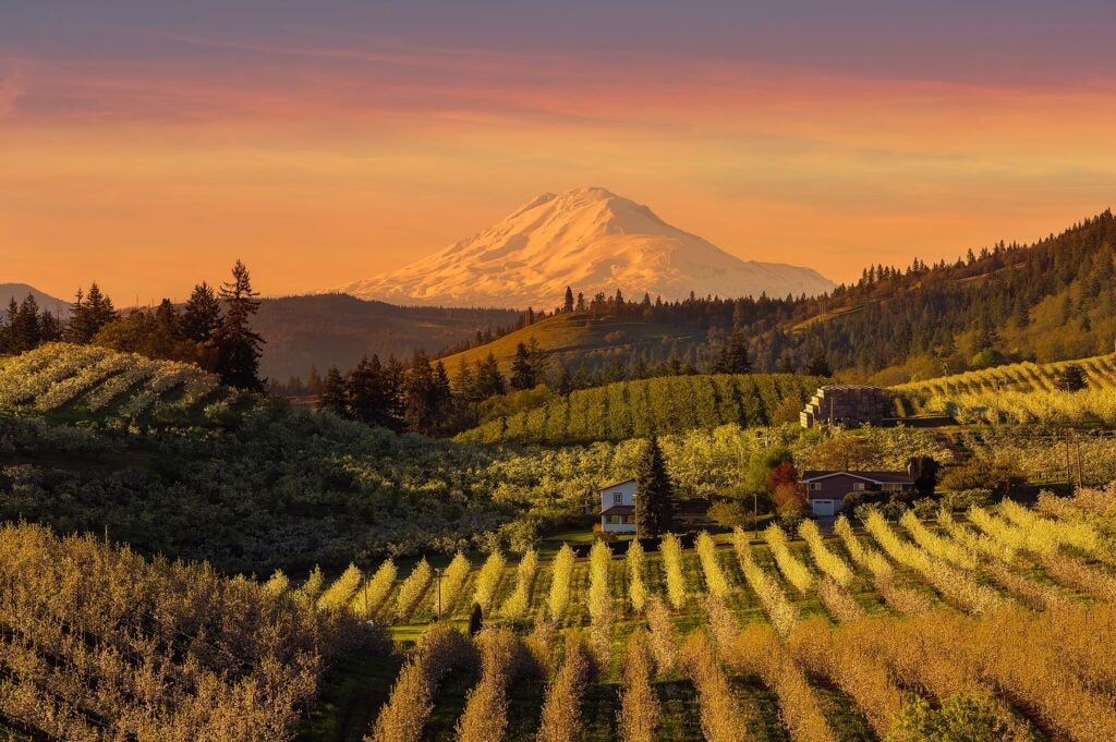 Mount Hood looms over verdant vineyards and orchards in Oregon's Hood River Valley at golden hour sunset