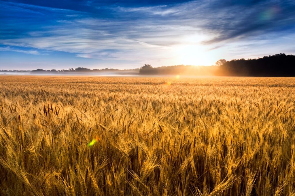 A vast golden wheat field at sunrise under a blue sky