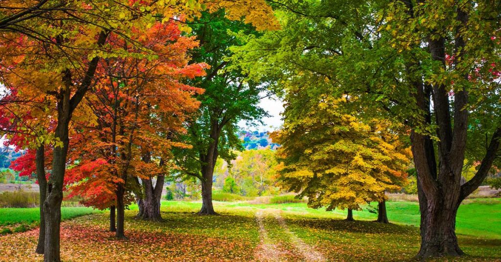 Colorful autumn trees lining a grassy path in a serene park